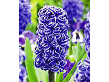 ��-���-�� ����-����. 85,5 ���. ��. (� �������� 3 �.). ������ �� 25 ��. ������� ������ 4 ��. ����� ��������.jpg