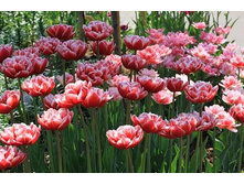 �������� �������� ������� ����-���� ���. ����.jpg