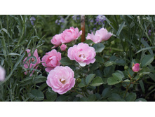 �������������� Sommerwind