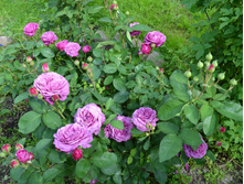 DSC 05861.JPG