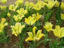 ������� ������� ������� ���-���� ���. ����..jpg