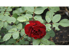 ������� �������