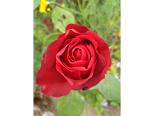 IMG 20170723 102624.jpg