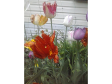 2016-05-08 19.58.21.jpg