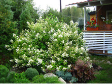 Kyushu ���������