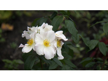 Sally Holmes (�����)