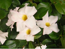 ���������� ����� .....