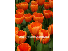 �������� ��������� ������� ���-�� � ���. ����.jpg