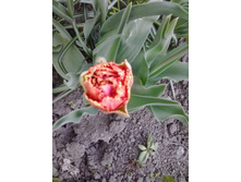 2017-05-07 18.38.31.jpg