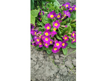 IMG 20170506 093530.jpg