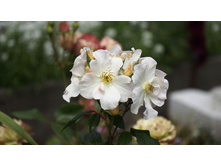 Sally Holmes (�����)