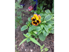 ������� ������