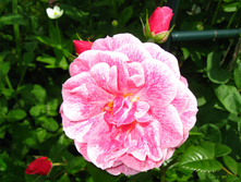IMG 5379.JPG