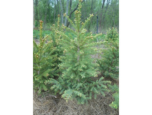 ��� ��������� (�����)| Picea glauca 100-120��. ���/�����/�����  500�