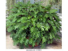 ����������� ������� ( Philodendron xanadu)