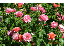 ��� �����