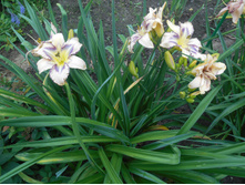 �������� �������� 100 ���.