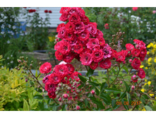 ����� ����