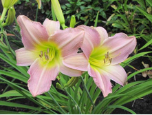 ��� �������