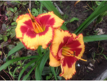 ���� �����