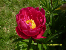 SDC11664.JPG