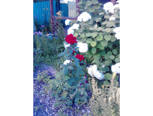 IMG 20170804 180147.jpg