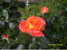 SDC11706.JPG