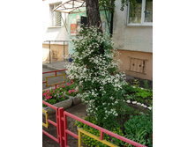 ��� 1001 ����