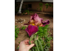 ��� 1001 ����