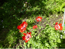 ����������� 040.jpg �������