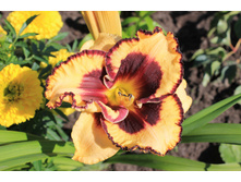 ���� ��� ��� .JPG