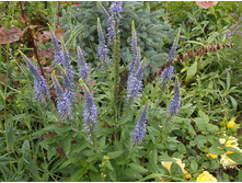 ��� �������.JPG