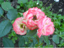 ���� Sunmaid (�����������).JPG