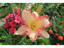 Frosted Vintage Raffles (������� ������ ������).JPG