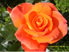 SDC11710.JPG