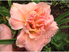 �������� ����� �����