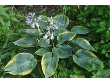 �������� �������������