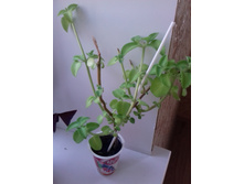 ���� ���������