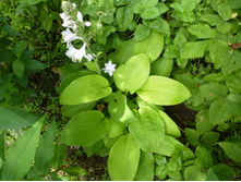 ����������� 066.jpg ����� ���� ������.