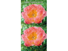 ���� ���� ������� �����.jpg