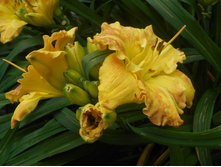 �������� �������� 100 ���.