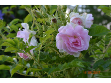 ������ �������� �������