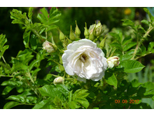 ������� Ritausma (Polar Ice) �ӣ ������