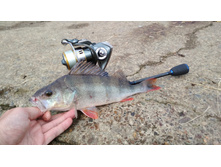 IMG 20170731 180413.jpg