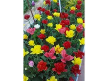 ��� ������� 884