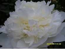 SDC11656.JPG