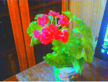 Rosebud Suprime(�������)