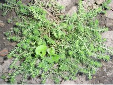 ������ ������������.JPG