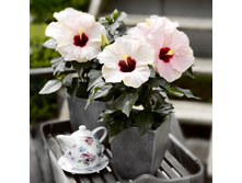 �������� �������� ���� - 450 ���.