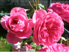 ������� �� �������?.JPG